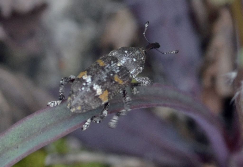 Curculionidae:  Pissodes castaneus?   S !